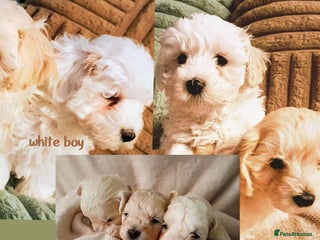 Maltipoo dogs F1 HEALTH TESTED QUALITY TOY MALTIPOO PUPPIES - Advert 4