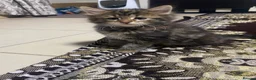 Mixed Breed cats for sale: Kittens  - Advert 3