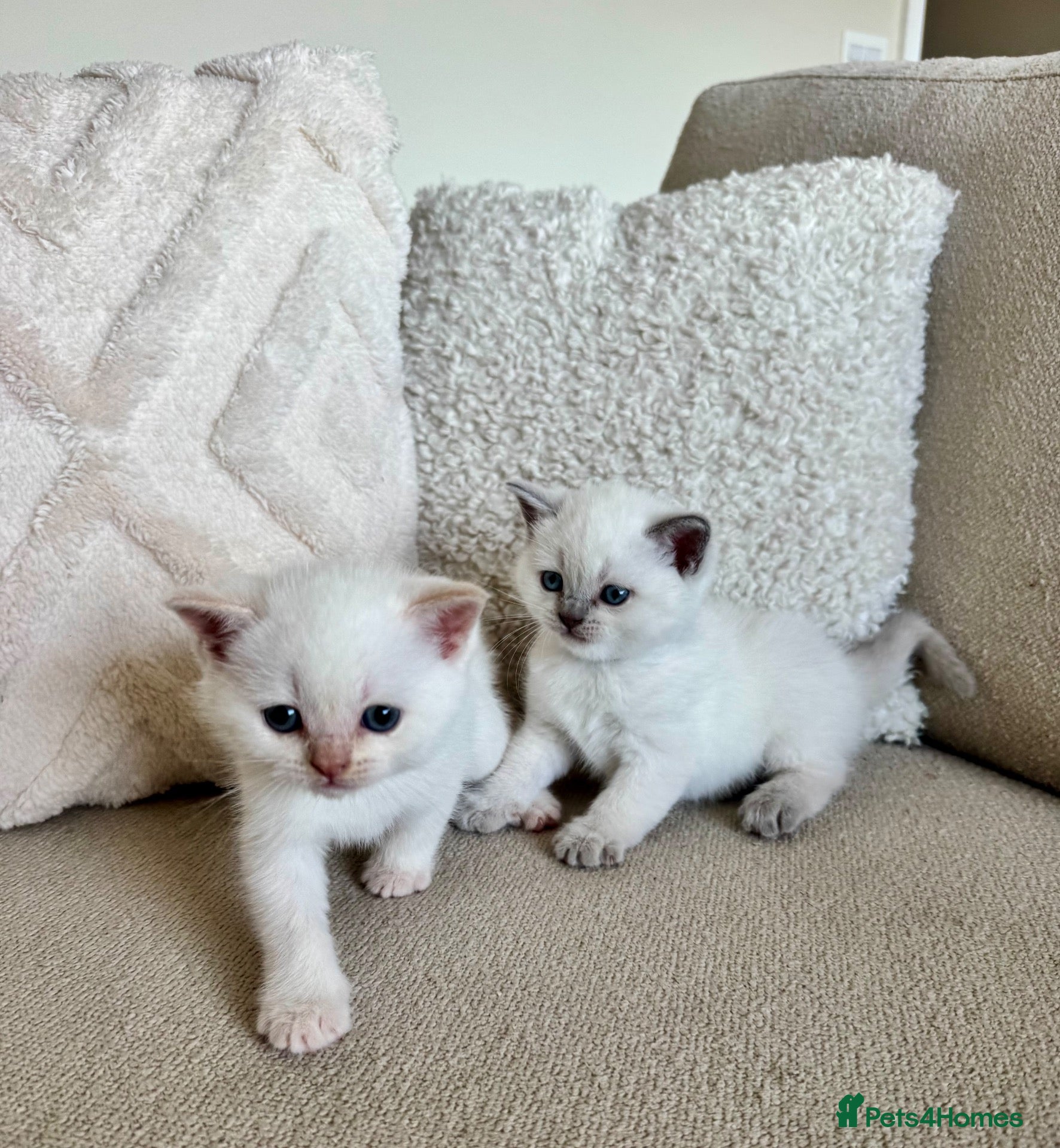 British Shorthair cats FULL PEDIGREE BSH KITTENS IN THE COTSWOLDS - Advert 1