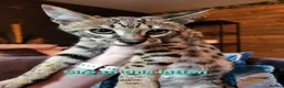 Savannah cats for sale: USA Elite Import F7 SBT - DRINKWATER VIPER F1 Stud - Advert 8