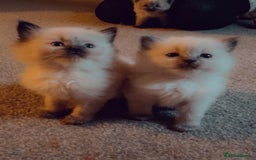 Ragdoll cats for sale: Three beautiful fluff balls!  - Image 6