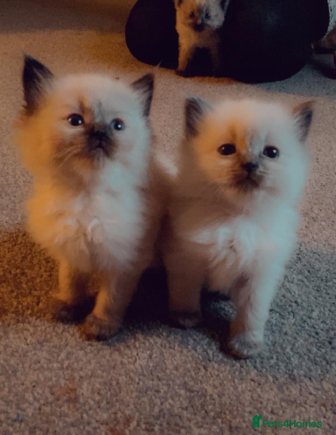 Ragdoll cats for sale: Three beautiful fluff balls!  - Image 6