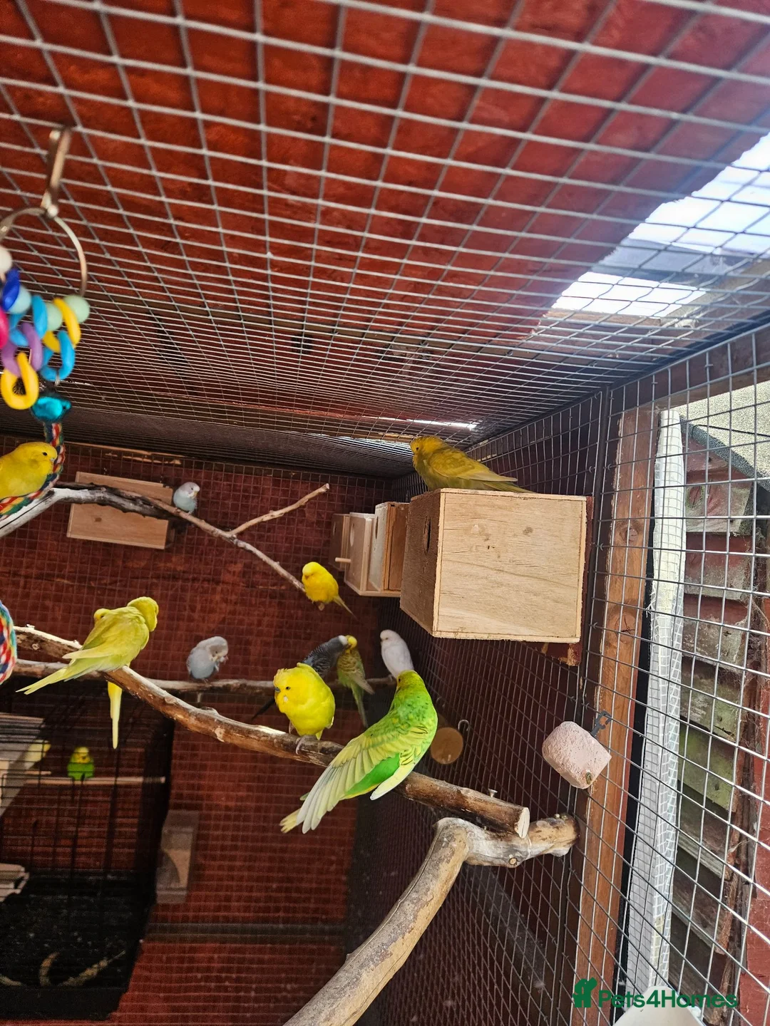 Budgerigars birds for sale: Budgies - Advert 20
