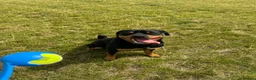 Rottweiler dogs for sale: 2 year old Rottweiler male for sale in Nottingham - Advert 5