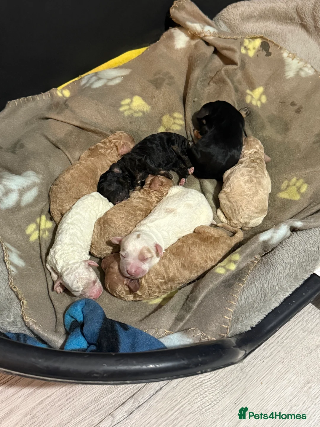 Mixed Breed dogs for sale: 8 Beautiful Cavapoochon Puppies in Bacup - Advert 13