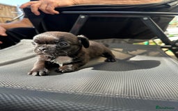 Pug dogs for sale: 🐾Four adorable pug puppies🐾 - Image 4