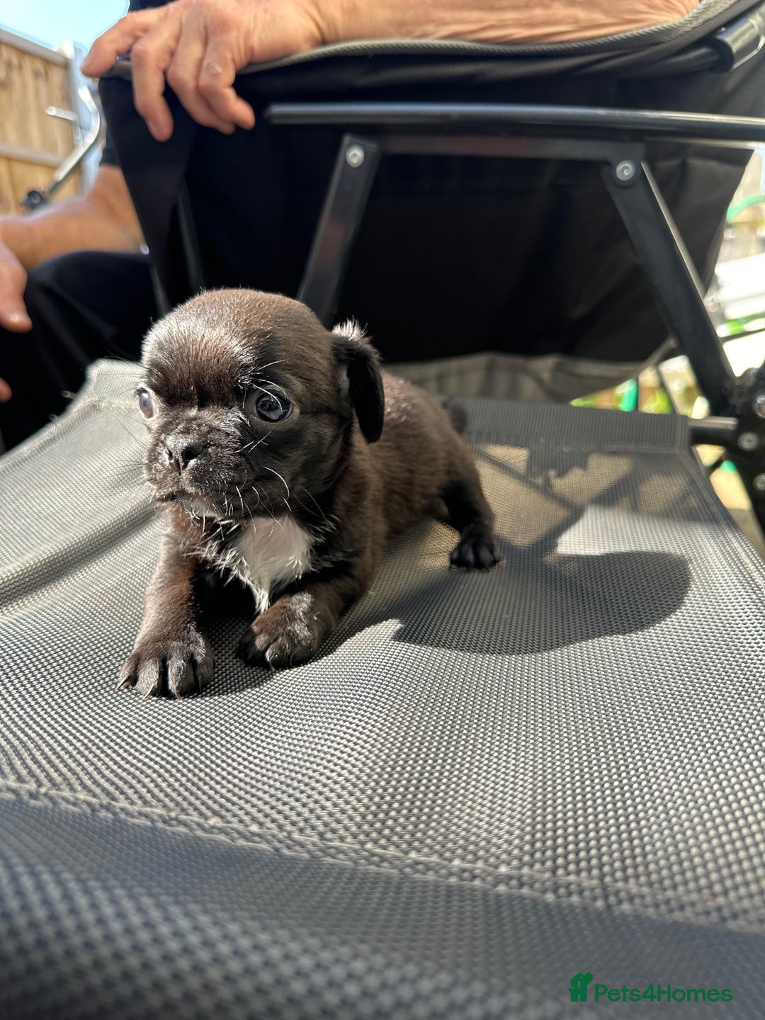 Pug dogs for sale: 🐾Four adorable pug puppies🐾 - Image 4
