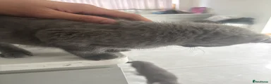 British Shorthair 1