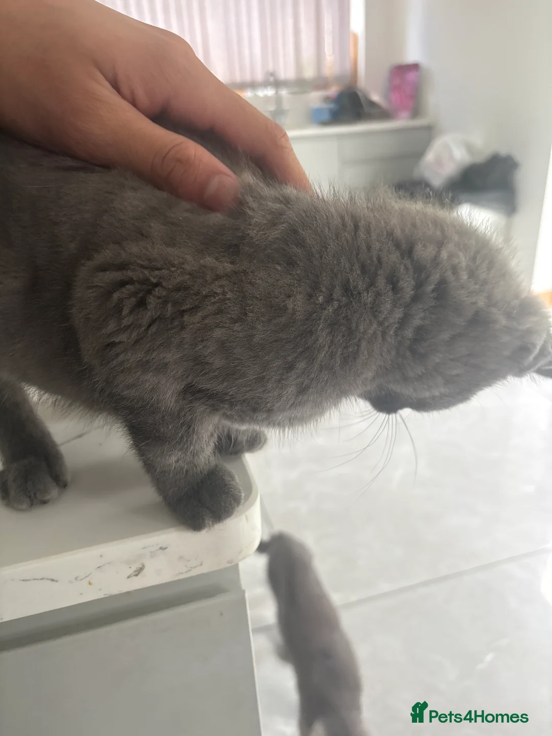British Shorthair cats for sale: Blue british shorthair in Stockport - Advert 2