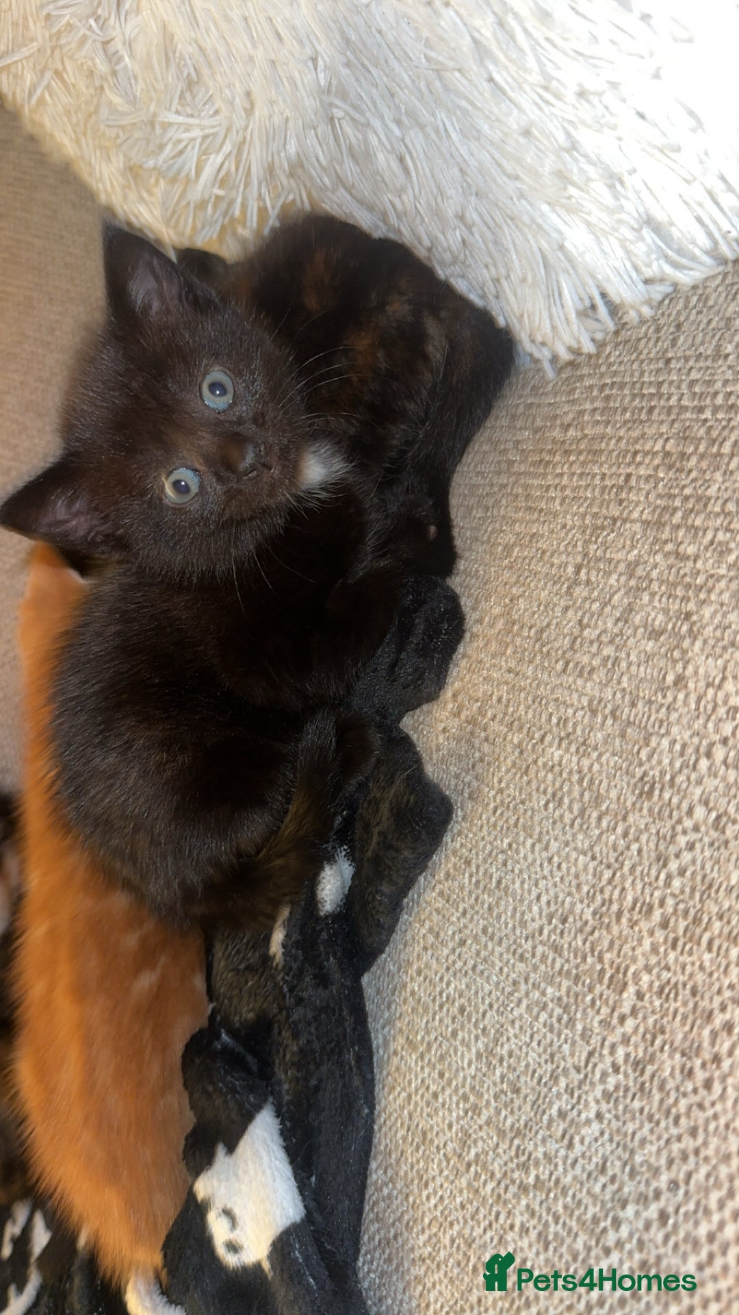 Domestic Shorthair cats for sale: 2 domestic shorthair kittens available  - Advert 2