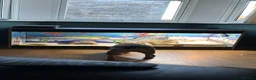 Bearded Dragon reptiles for sale: Bearded dragon and set up - Advert 4