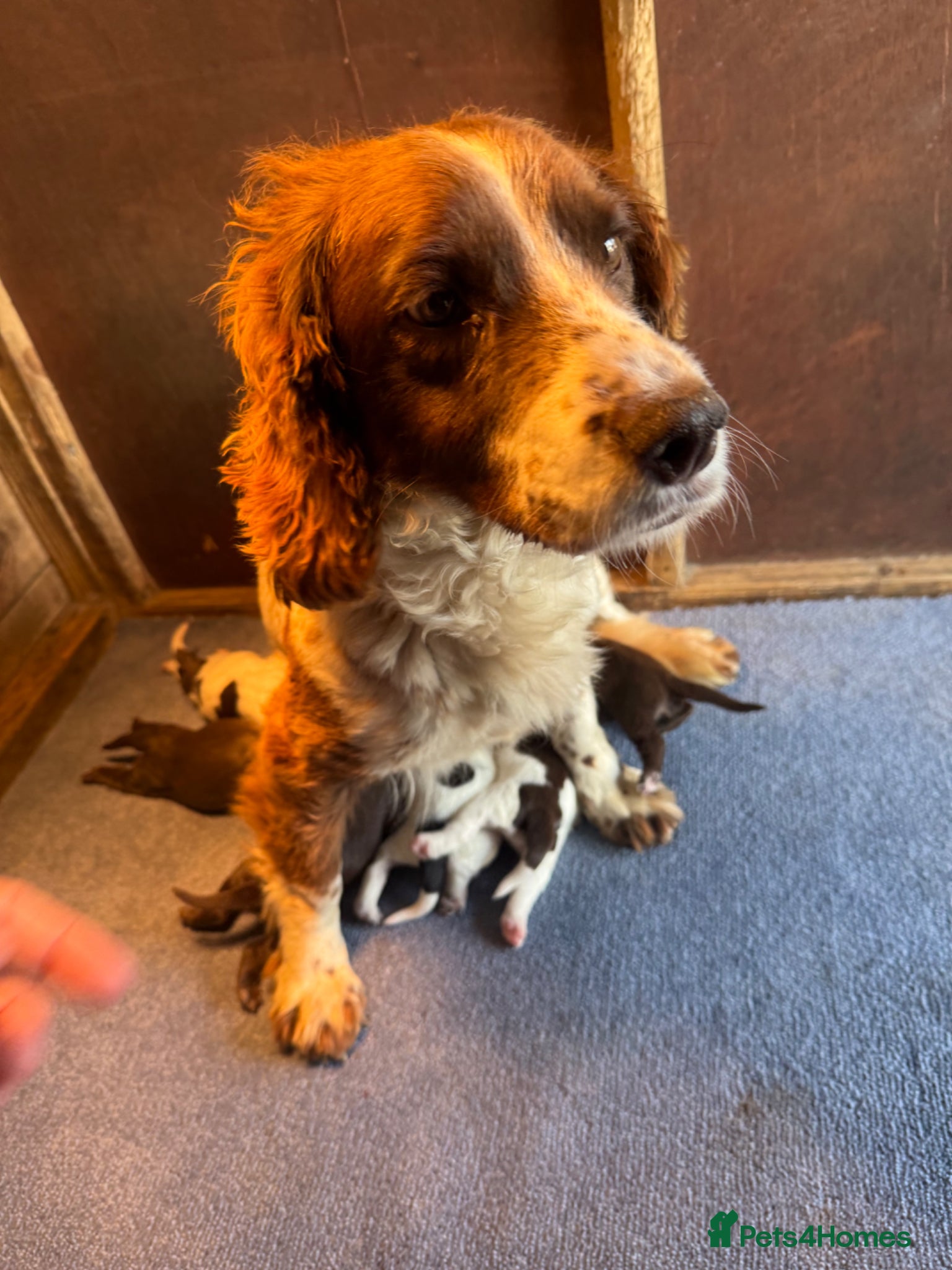 Sprocker dogs for sale: 6 beautiful sprocker - Advert 17