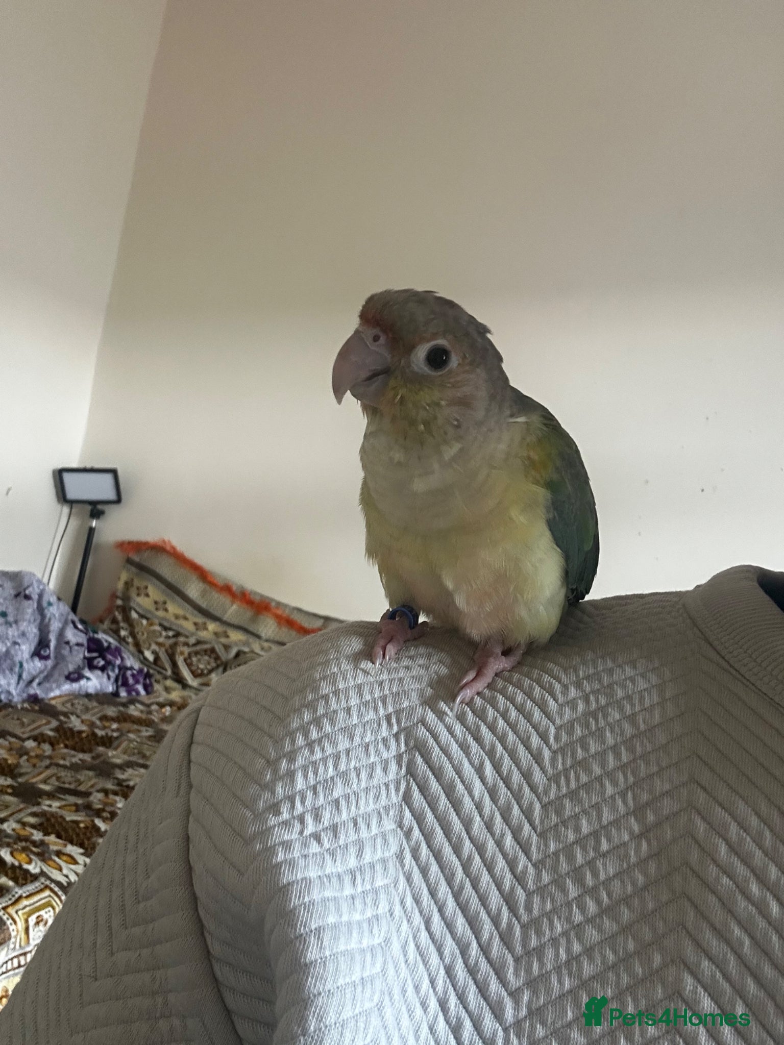 Conures birds Silly hand tamed cinnamon Conure 🦜 - Advert 3