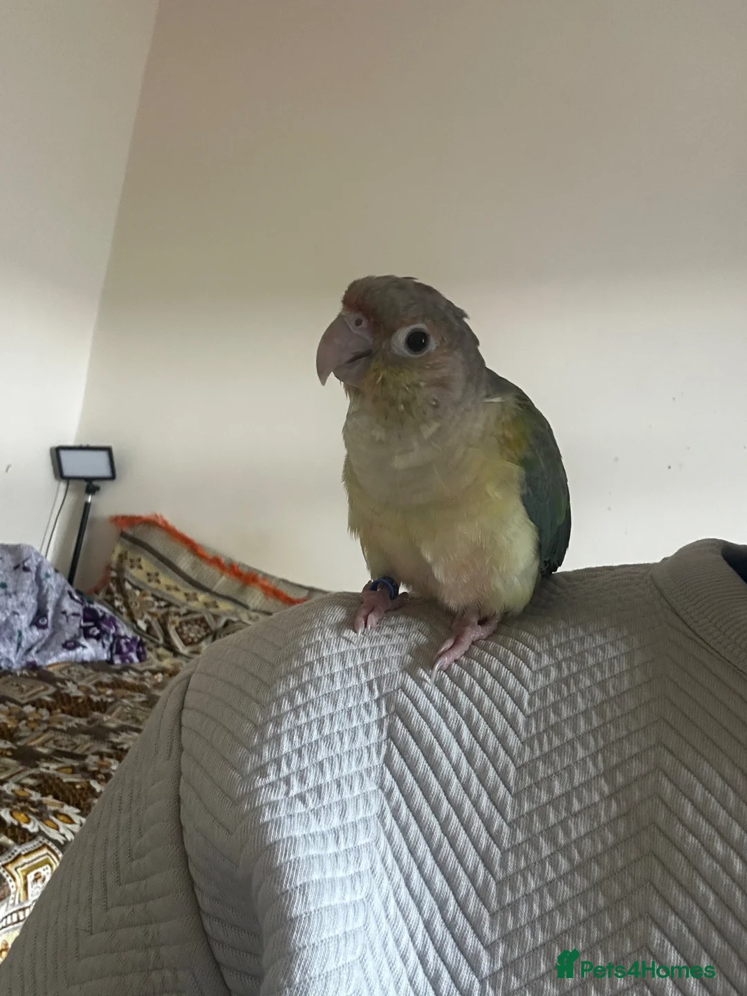 Conures birds for sale: Silly hand tamed cinnamon Conure 🦜 - Advert 1