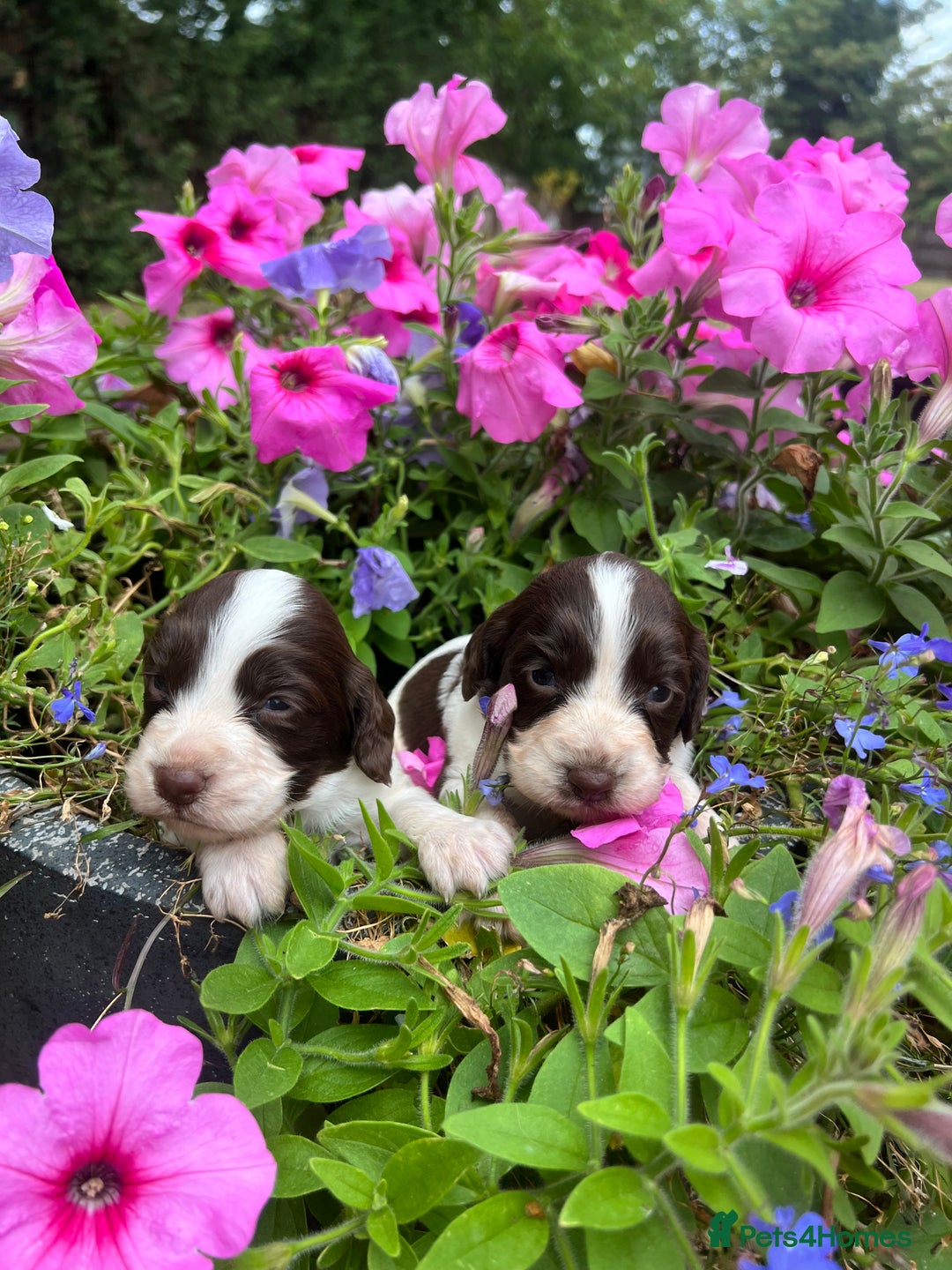 Cocker Spaniel dogs for sale: 6 beautiful cocker spaniel puppies - Image 5