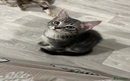Mixed Breed cats for sale: Beautiful playful sweethearts - Image 5