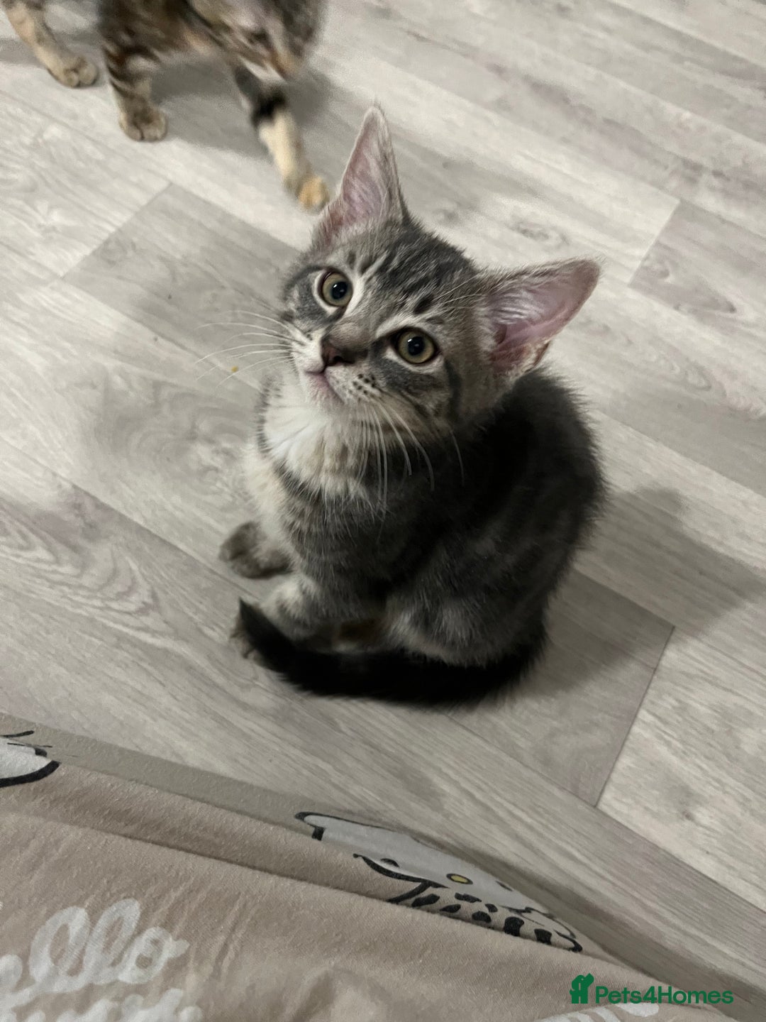 Mixed Breed cats for sale: Beautiful playful sweethearts - Image 5