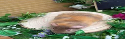 Guinea Pig rodents for sale: 5 baby male teddy guineapigs AVAILABLE  - Advert 9