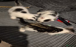 Mixed Breed cats for sale: 2 beautiful kittens  - Image 3