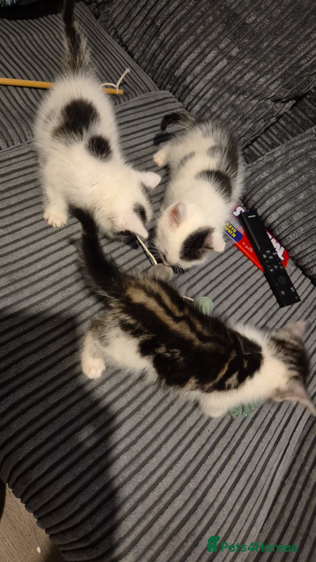 Mixed Breed cats for sale: 2 beautiful kittens  - Image 3