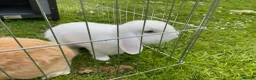Dwarf Lop rabbits for sale: Carrot and Parnsip Dwarf Lop Rabbits - Advert 3