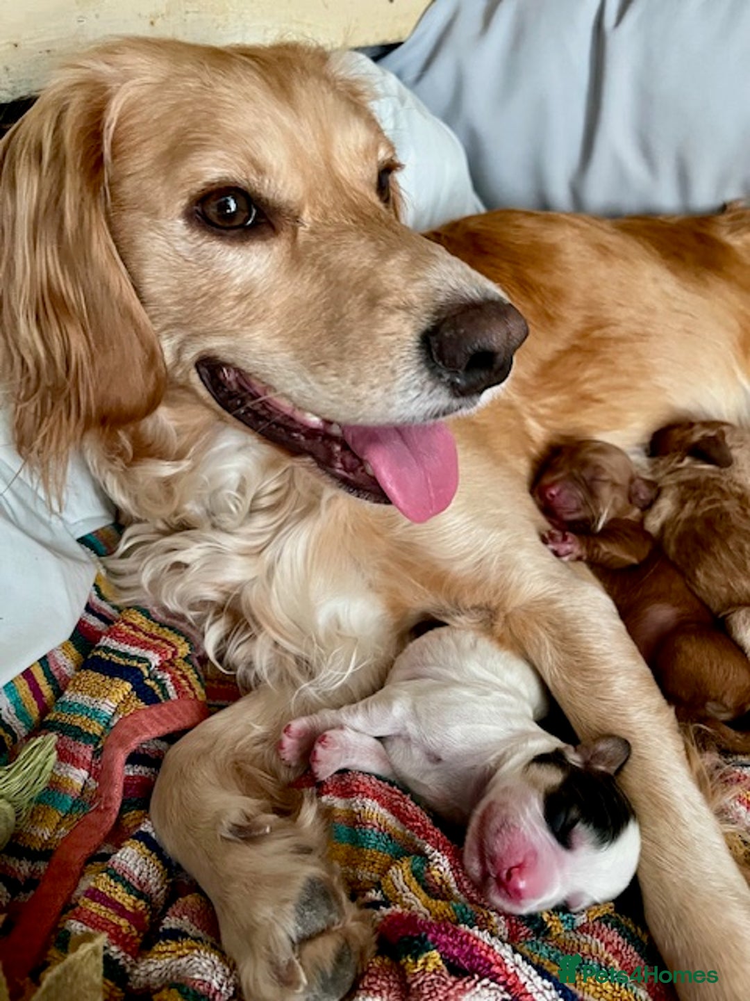 Cockapoo dogs for sale: Adorable Cocker Spaniel/Cockapoo Puppies - Image 2