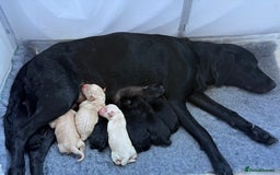 Labrador Retriever dogs for sale: Ready now beautiful Labrador retriever puppies - Image 29