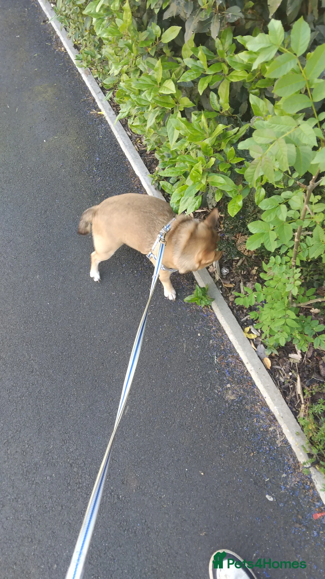 Mixed Breed dogs for sale: Teddy 3 year old male - Advert 6