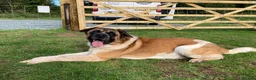 Mixed Breed dogs for stud: ✨Hank✨ for stud  in Birmingham - Advert 5