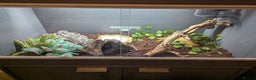 Corn Snake reptiles for sale: Male Corn Snake 2 Years & Full Set Up - Advert 4