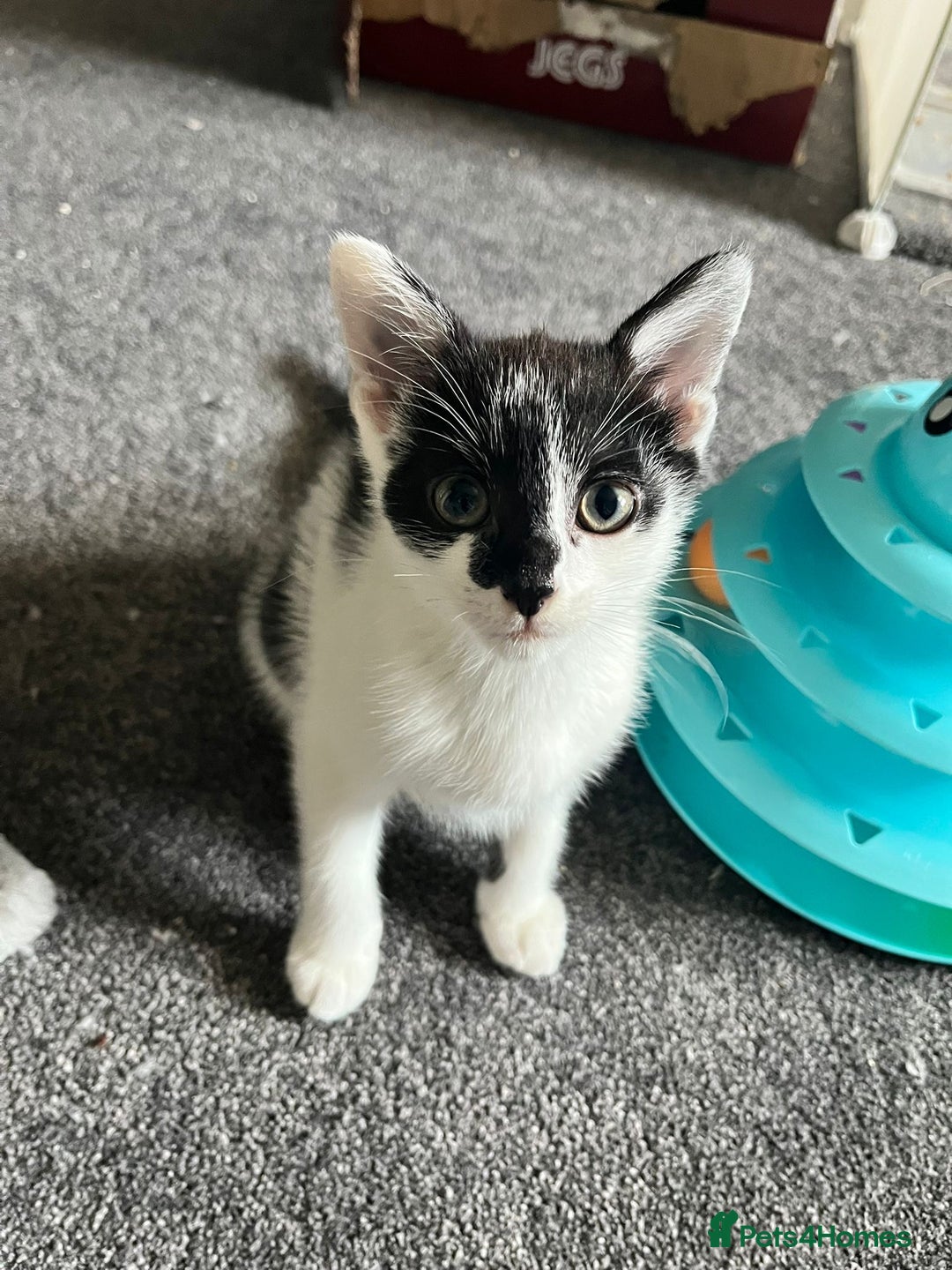 Mixed Breed cats for sale: Kittens for sale - Image 5