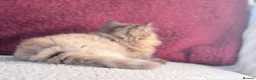 British Shorthair cats for sale: ✨Exceptional British Shorthair & Longhair Kittens✨ - Advert 15
