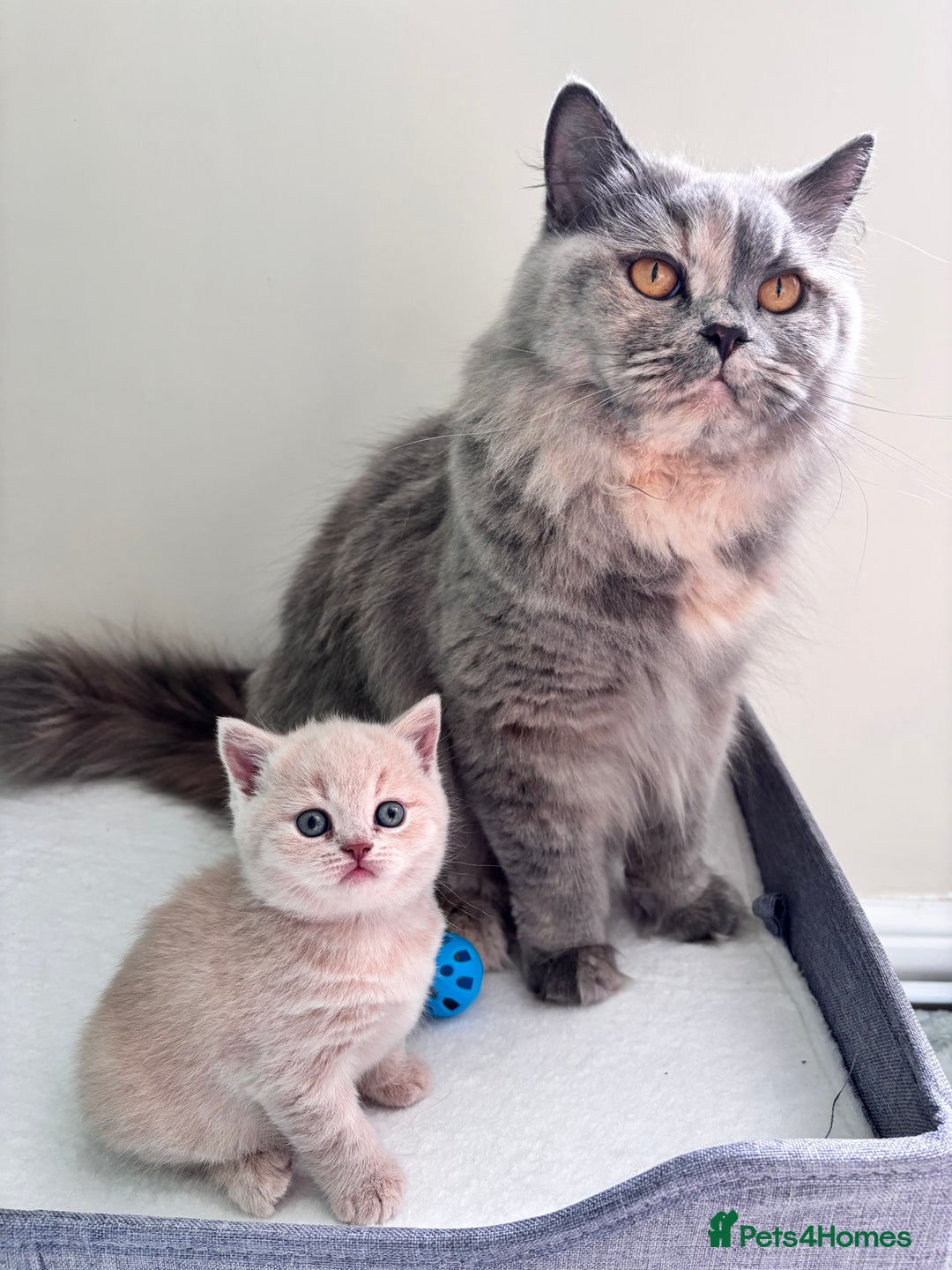 British Shorthair cats for sale: **GCCF CHAMPION PARENTS - Last Kitten!!** - Image 4