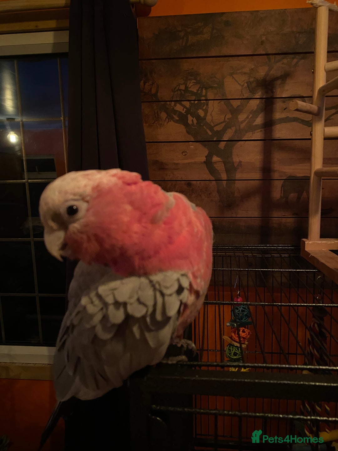 Cockatoo birds for sale: 10 month old male galah cockatoo - Advert 8