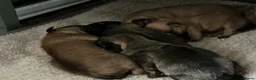 Jug dogs for sale: 5 jug puppies ready for forever families  - Advert 5