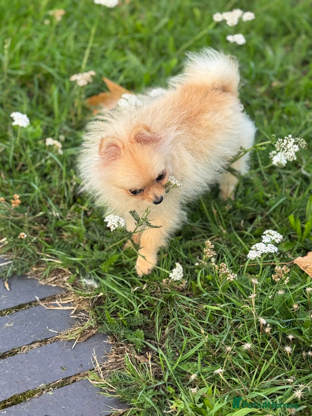 Pomeranian dogs for sale: Poms  - Image 1
