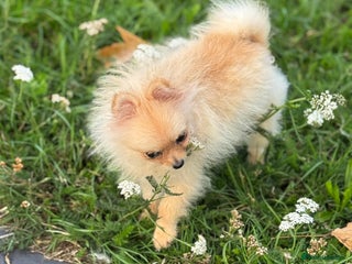 Pomeranian dogs - Advert 15