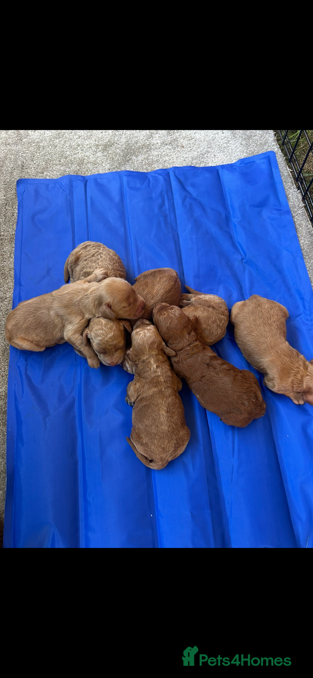 Cockapoo dogs for sale: F2 red Cockapoo puppies  - Image 7