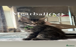 Siberian cats for sale: Siberian x kittens  - Image 1