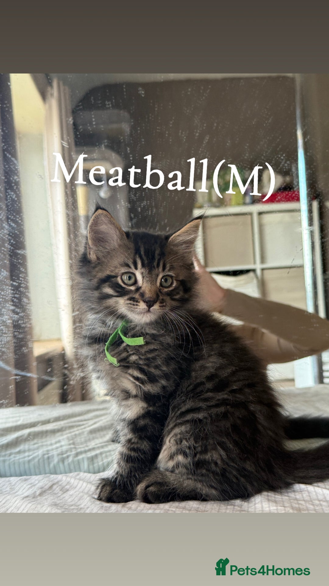 Siberian cats for sale: Siberian x kittens  - Image 1