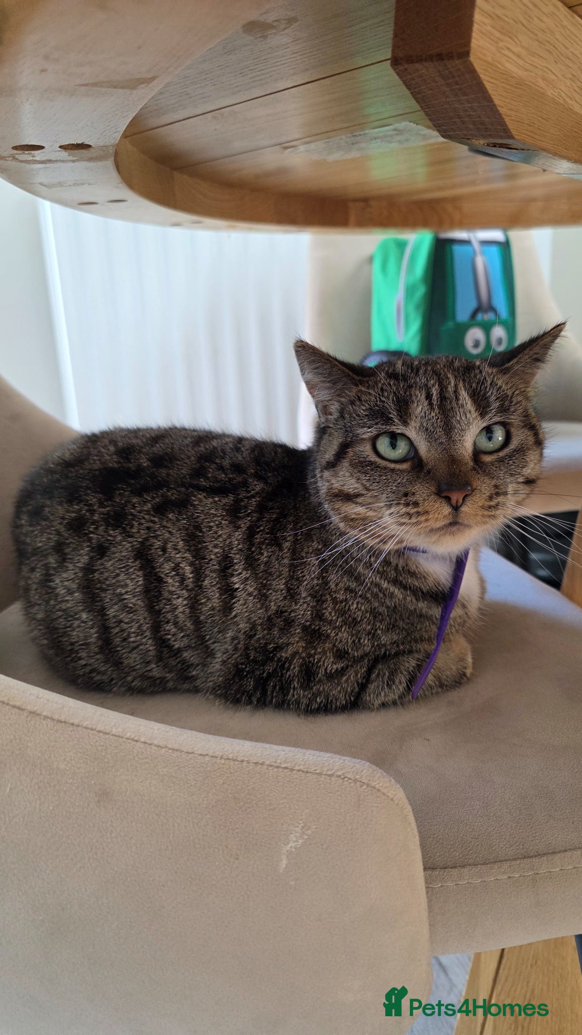 Mixed Breed cats Female cat for rehome - Advert 2