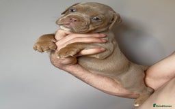 Olde English Bulldogge dogs for sale: Olde English bulldog puppies READY NOW - Image 13