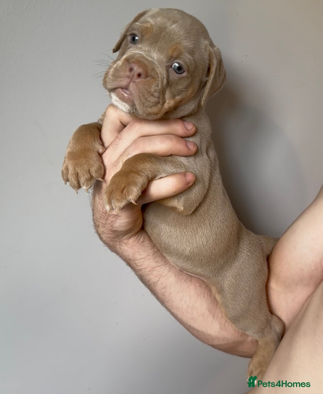Olde English Bulldogge dogs for sale: Olde English bulldog puppies READY NOW - Image 13