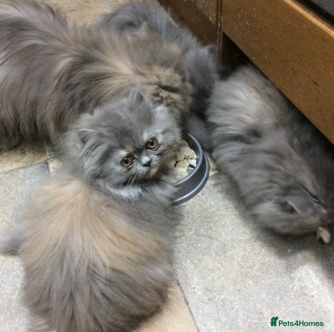 Persian cats for sale: White Persian/Blue Cream Persian Kittens for sale - Advert 4