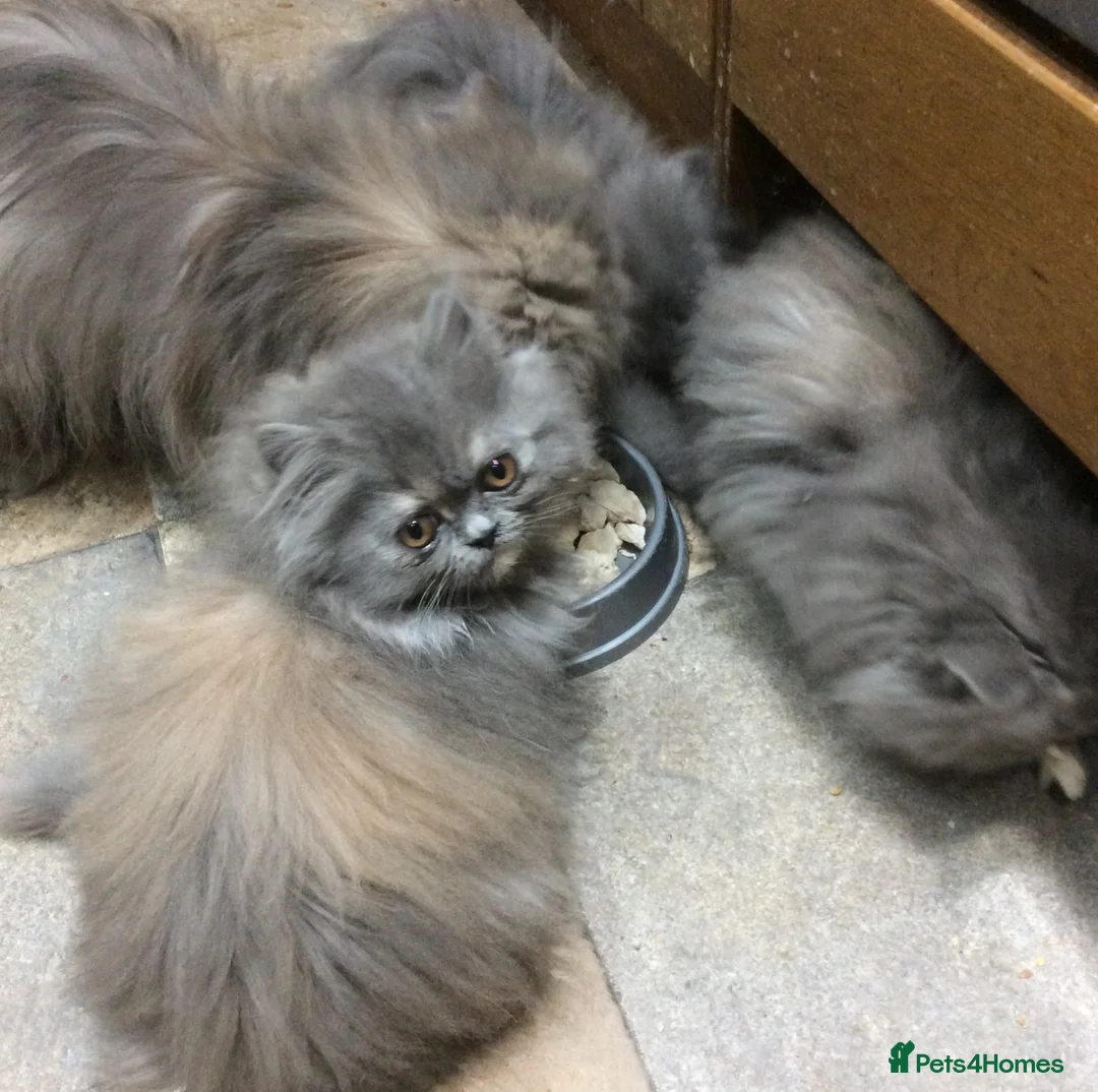 Persian cats for sale: White Persian/Blue Cream Persian Kittens for sale - Advert 4