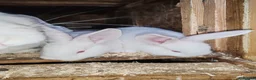 New Zealand rabbits for sale: Pure gorgeous new Zealand white rabbit  - Advert 3