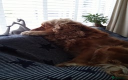 Cocker Spaniel dogs for sale: Cocker Spaniel - Image 10