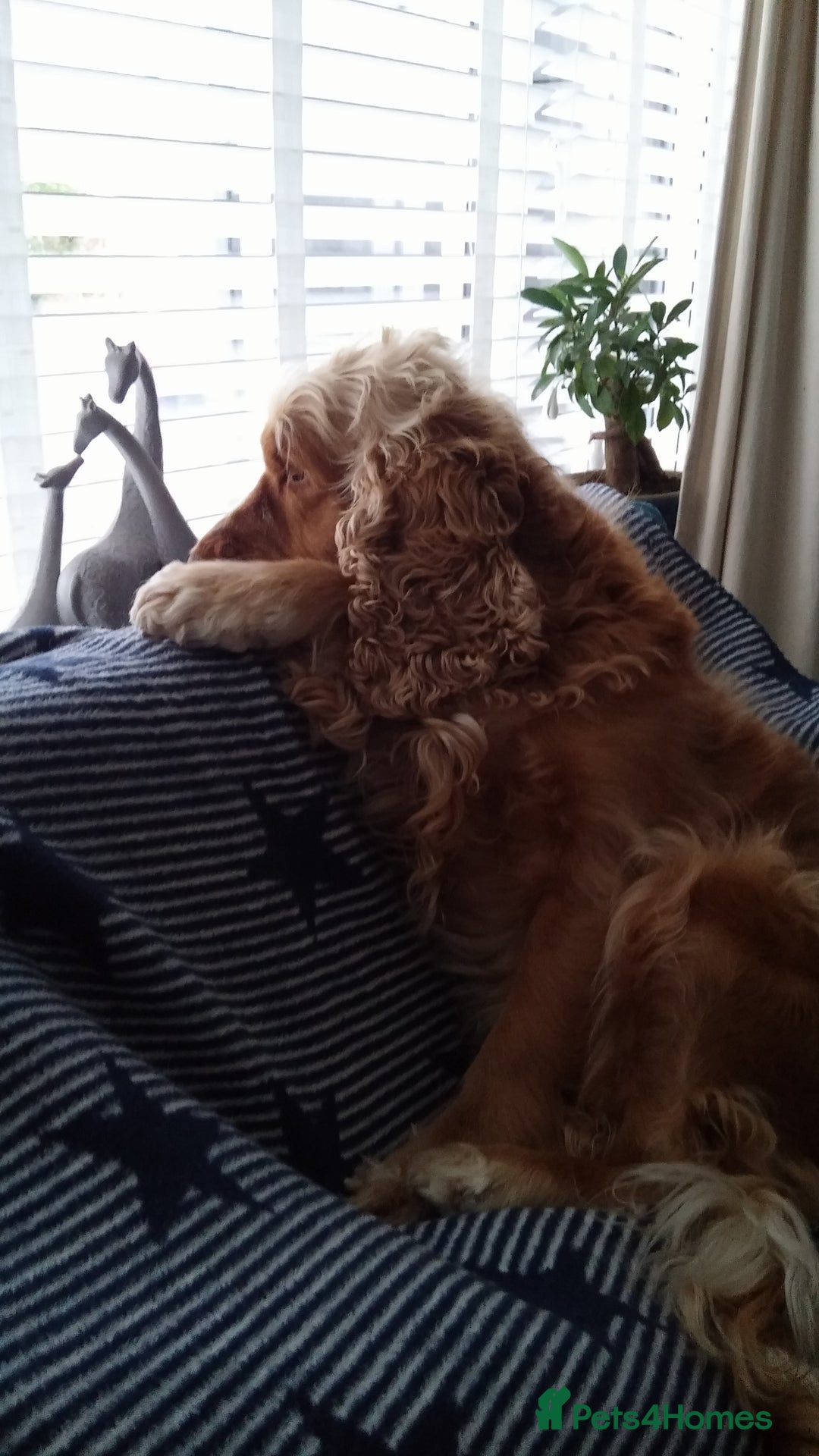 Cocker Spaniel dogs for sale: Cocker Spaniel - Image 10