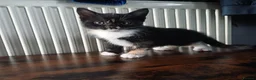 Mixed Breed cats for sale: Beautiful kittens😍😍😍😍😍 - Advert 8