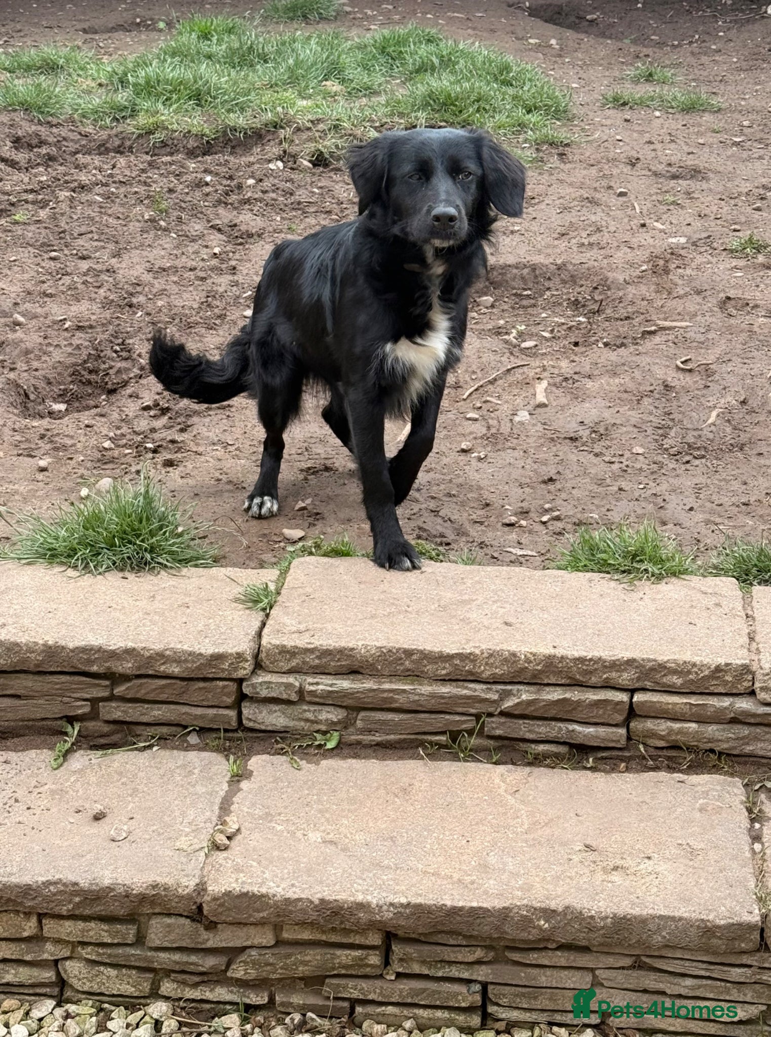 Mixed Breed dogs Cocker x border collie bitch for sale  - Advert 5